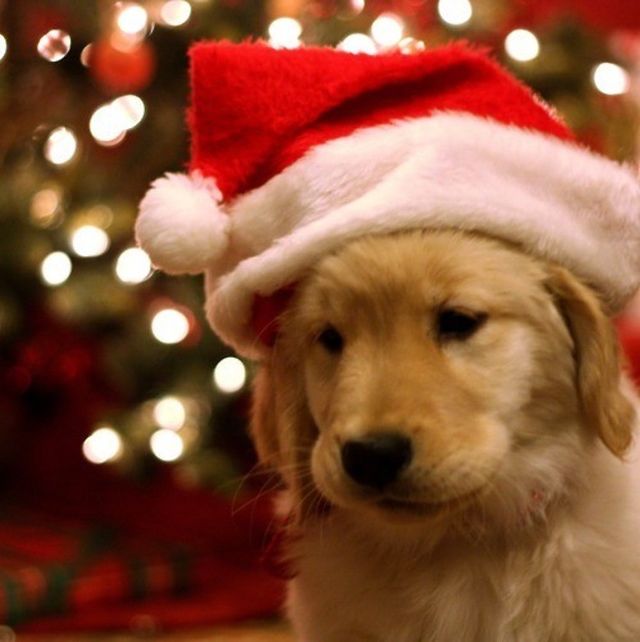Cute sad Christmas dog