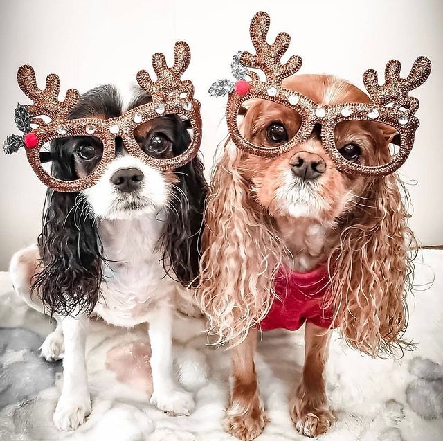 Christmas dogs deer