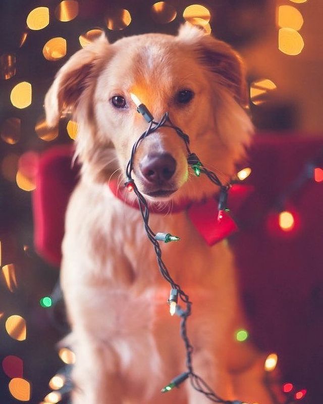Funny dog with Christmas lights