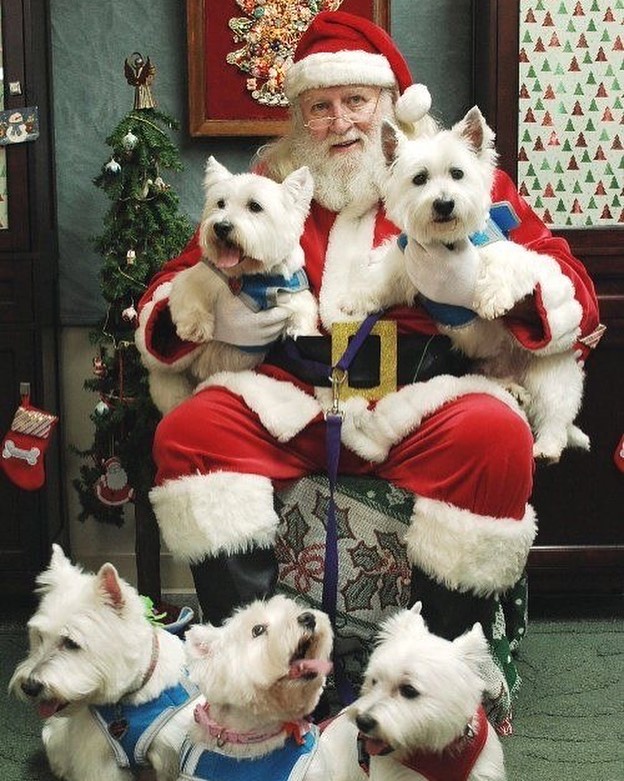 Santa Claus with Christmas dogs