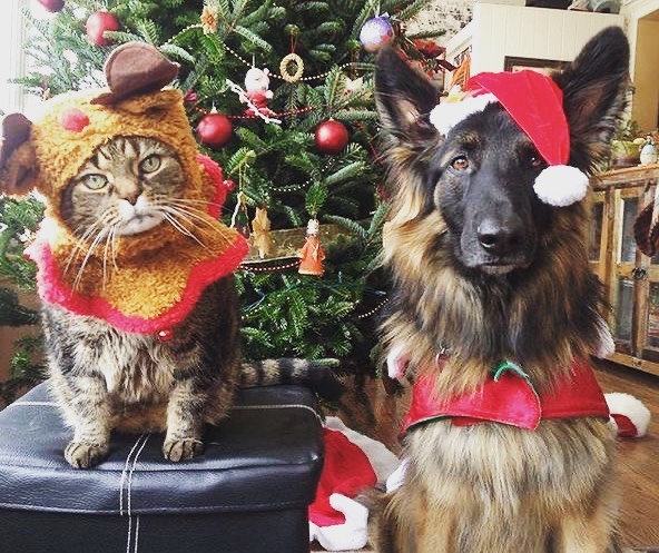 Christmas dog and Christmas cat