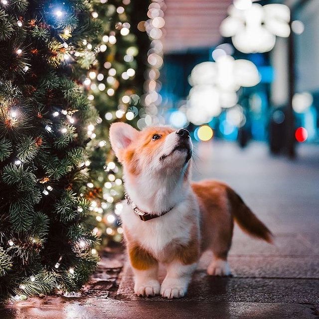 Christmas dog outside