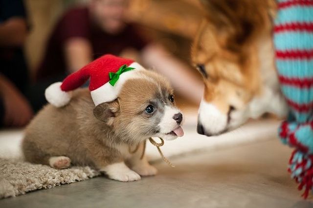 Cute Christmas dogs