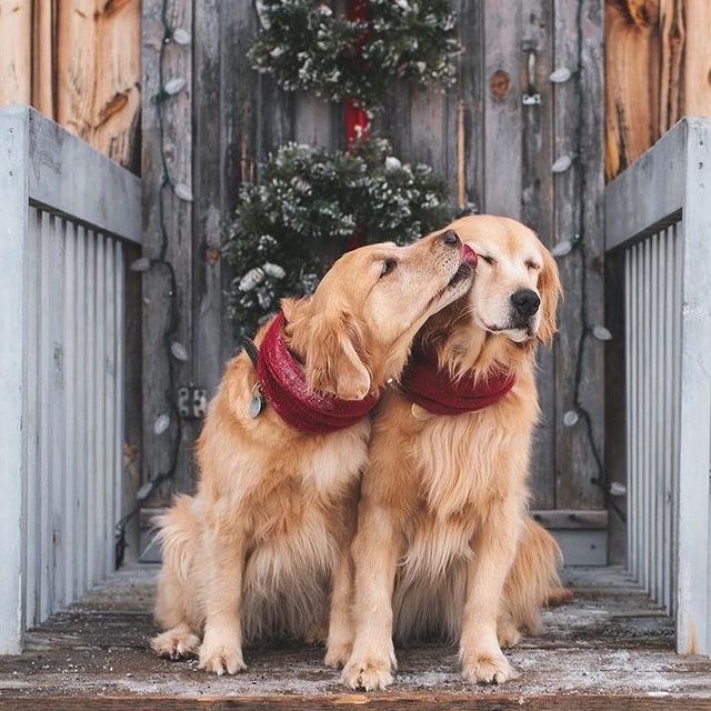 Christmas dogs in love