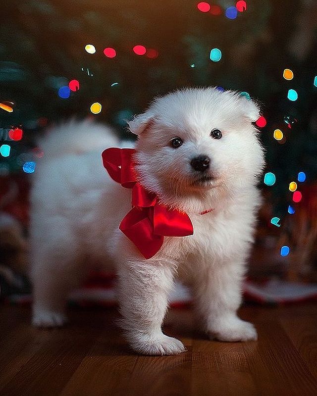 White Christmas dog
