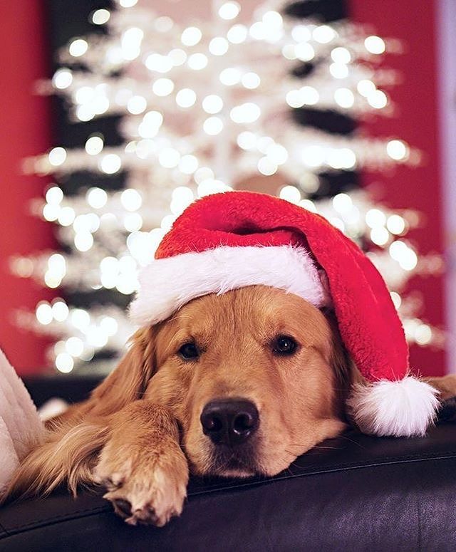 Christmas dog looks dreamily
