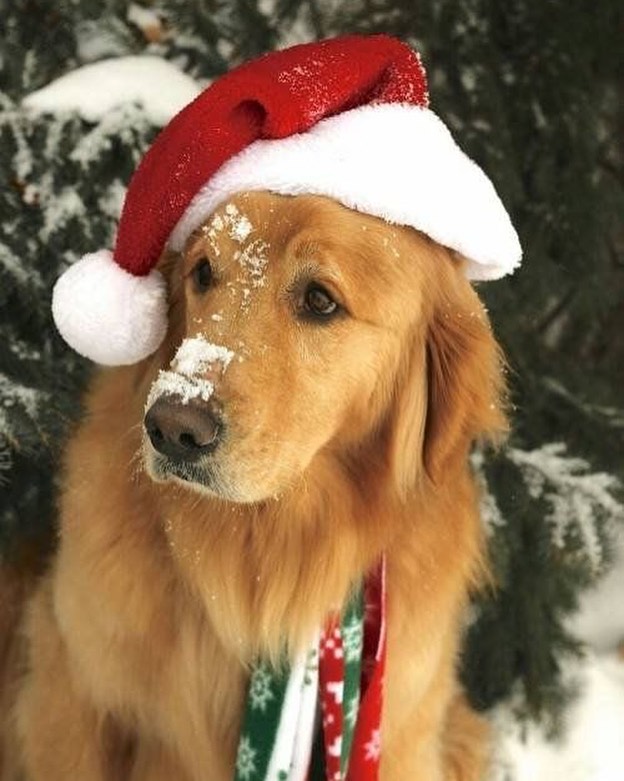 Christmas dog in the snow