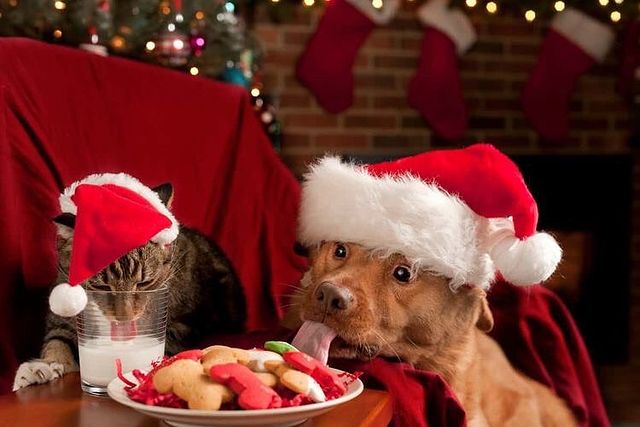 Christmas dog and cat eat