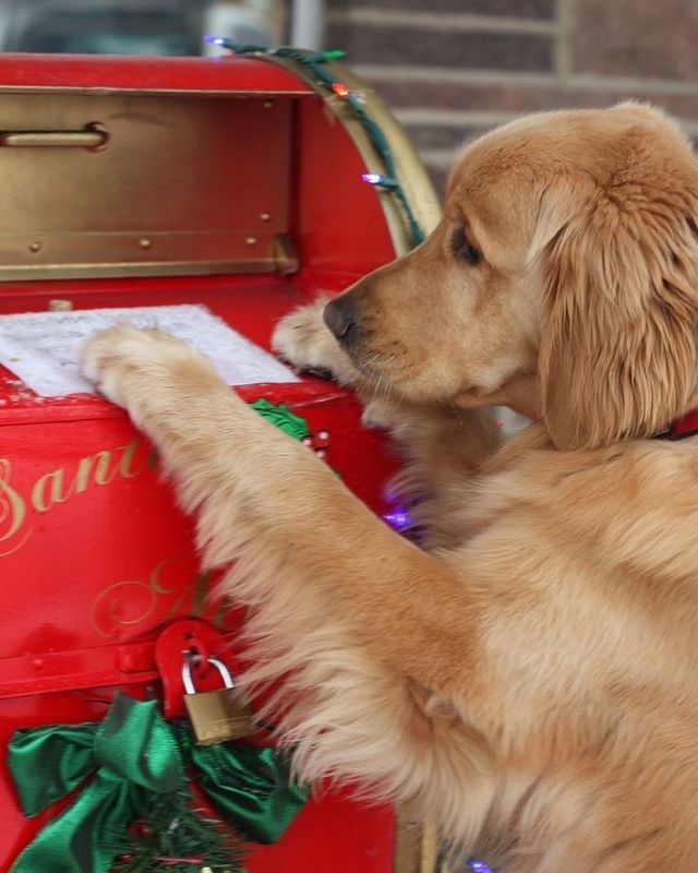 Christmas dog takes a letter