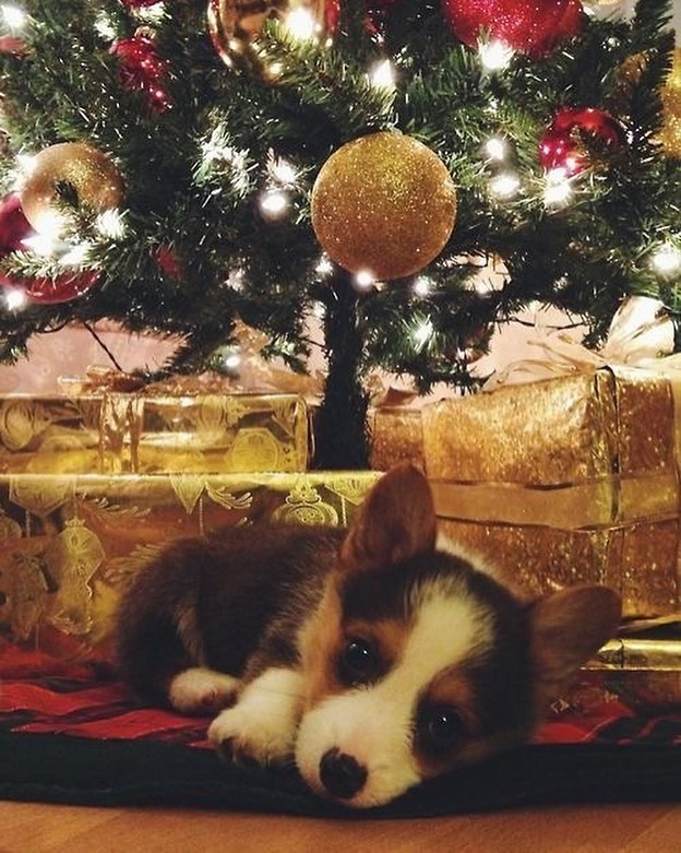 Christmas puppy gift