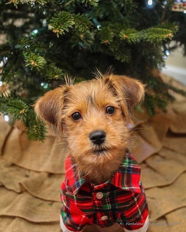 Little Christmas puppy