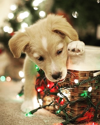 Puppy playing with Christmas lights
