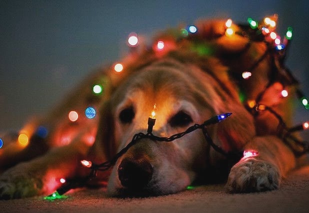 Glowing Christmas dog