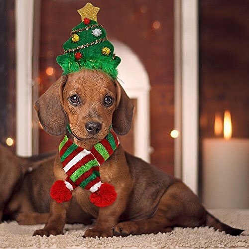 Dog with a Christmas tree