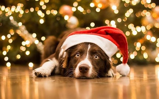 Funny Christmas dog