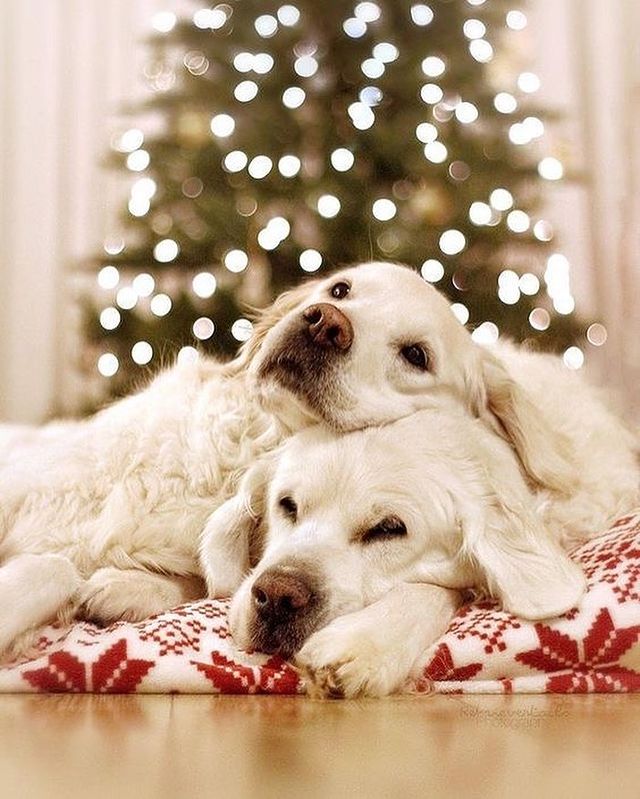 White Christmas dogs
