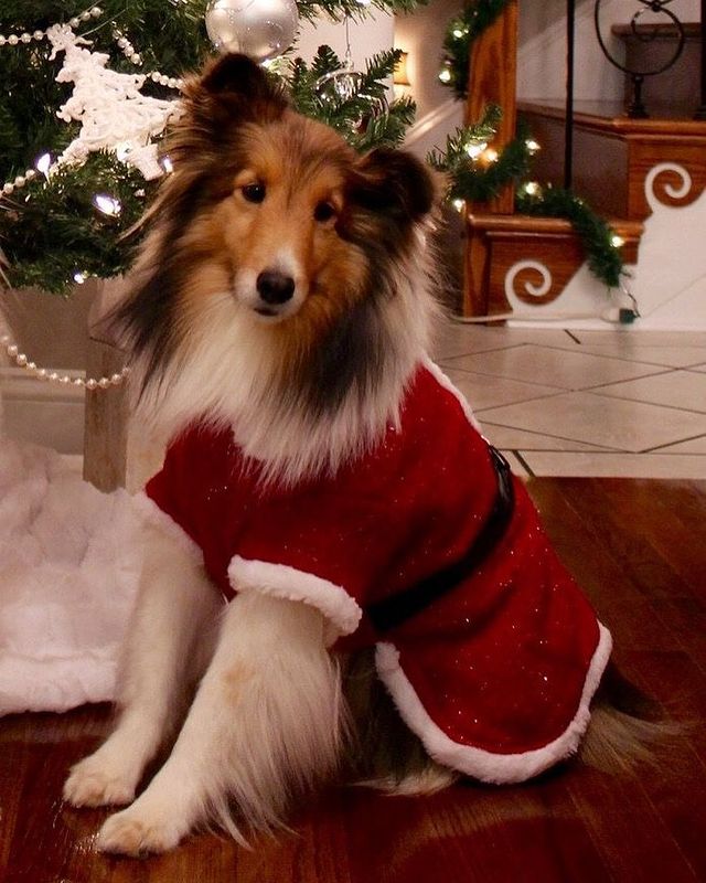 Christmas dog with a coat