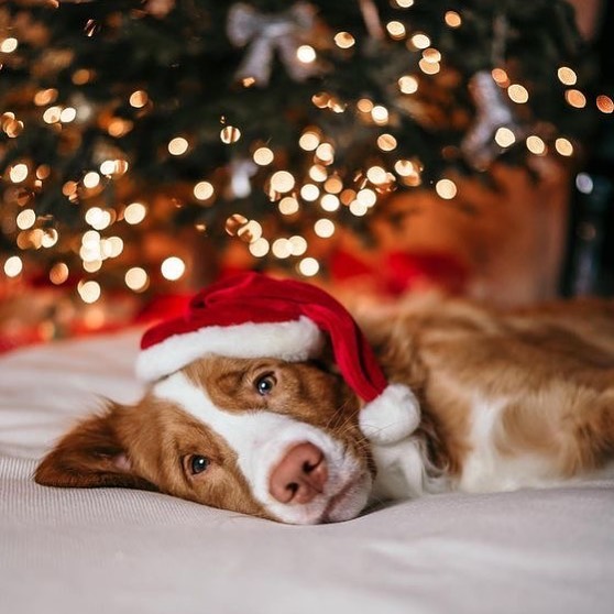 Christmas dog lying