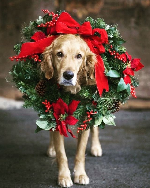 Christmas dog with a Christmas wreath