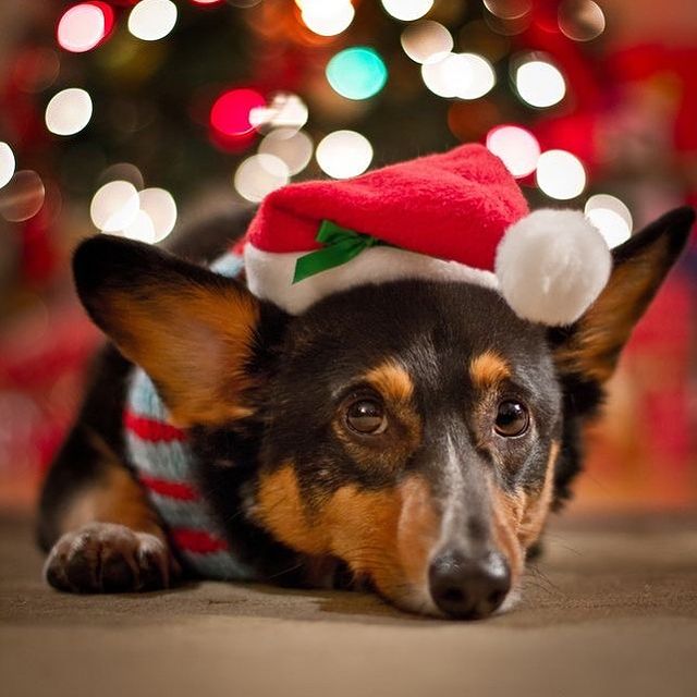 Sad Christmas dog