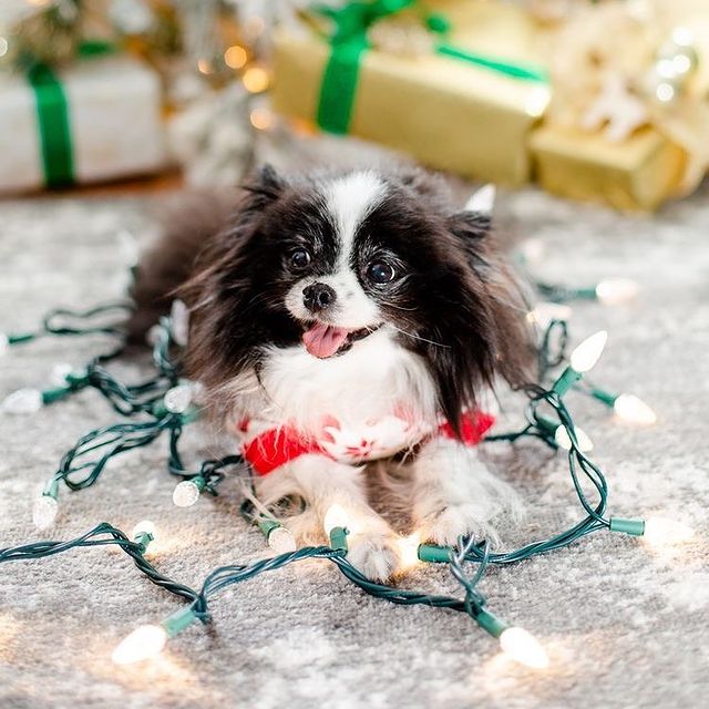 Cute Christmas dog