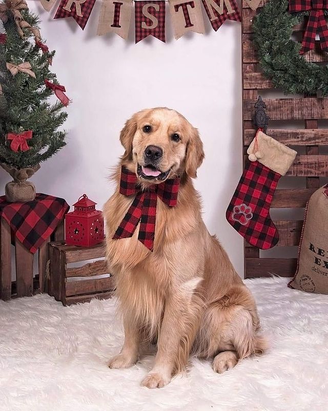 Christmas dog at home
