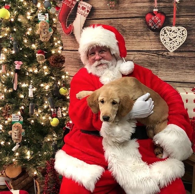 Christmas dog with Santa Claus