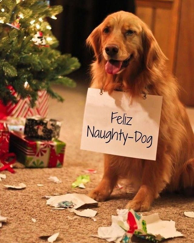 Christmas dog wish
