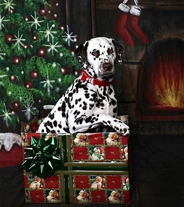Dalmatian Christmas dog