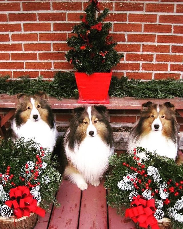 Beautiful Christmas dogs