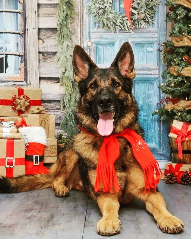 Christmas dog with gifts