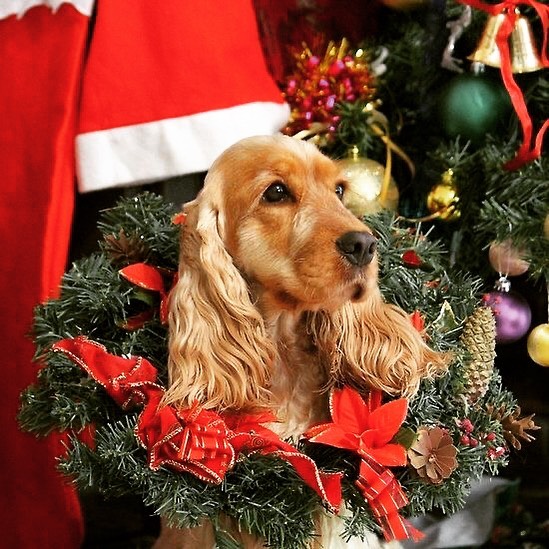 Dog with a Christmas wreath