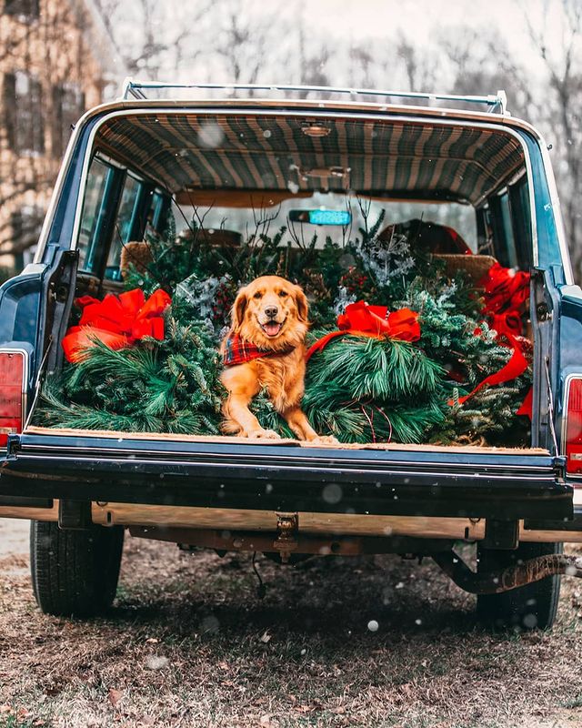 Dog with a Christmas tree in a car