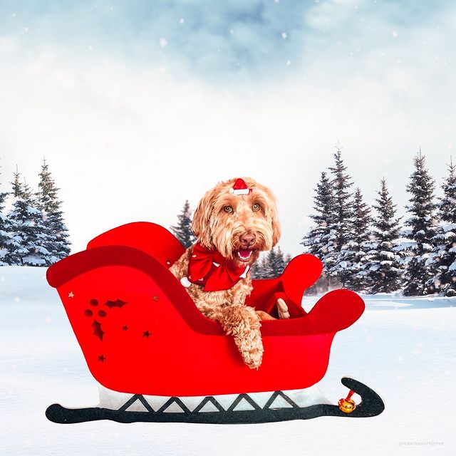 Christmas dog in a sleigh