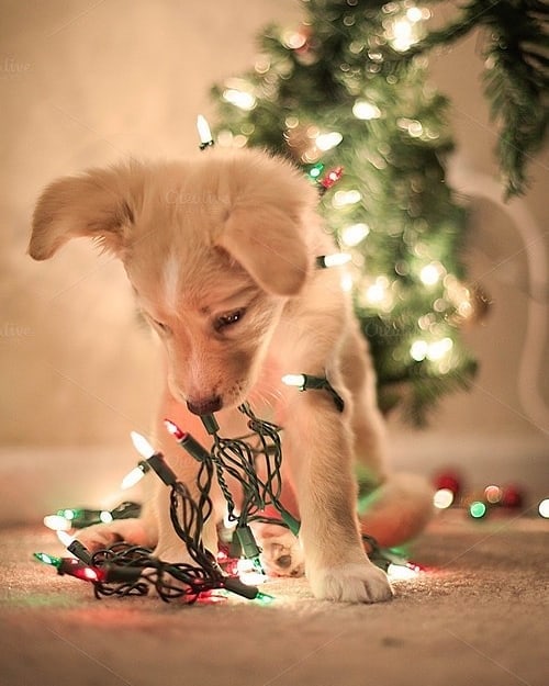 Puppy with Christmas lights