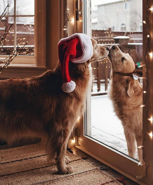 Christmas dogs meet