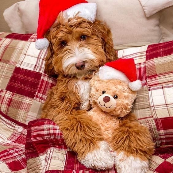 Christmas dog hugs a teddy bear