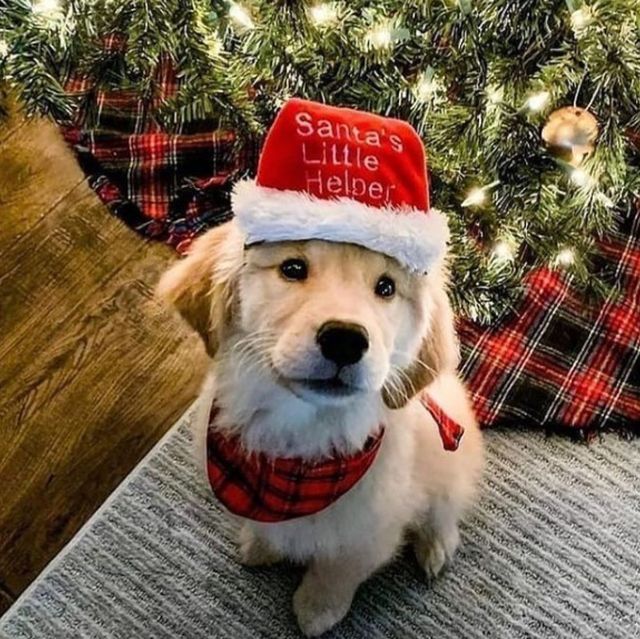 Tiny Christmas puppy