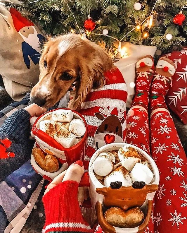 Christmas dog with people