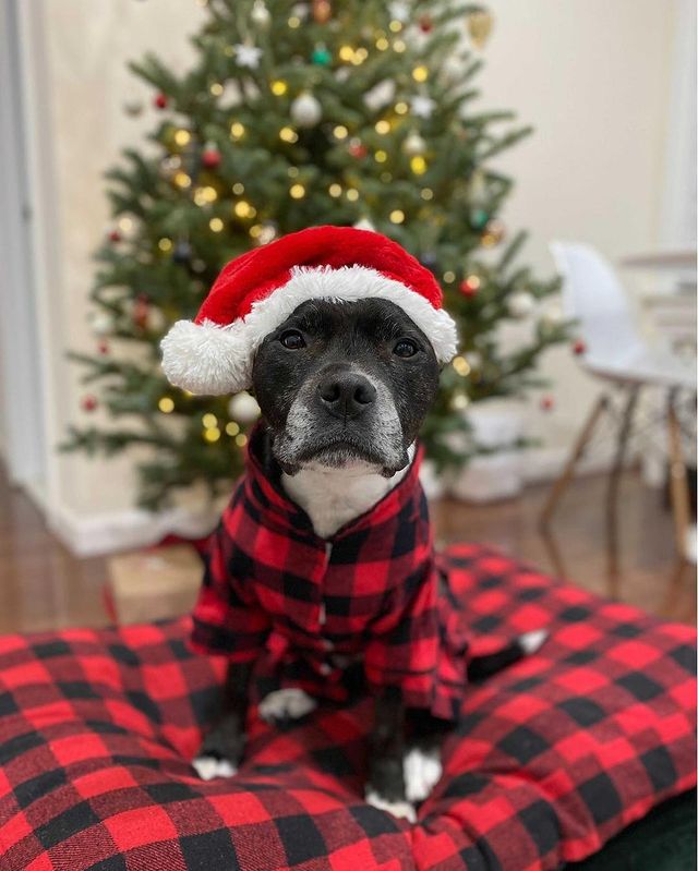 Black Christmas dog