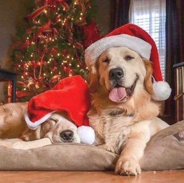 Christmas dogs sleep