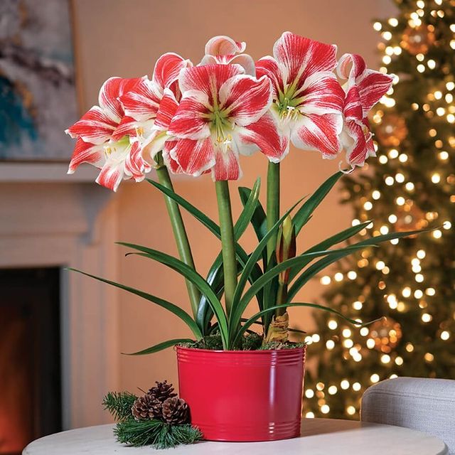 Christmas flowers in a pot