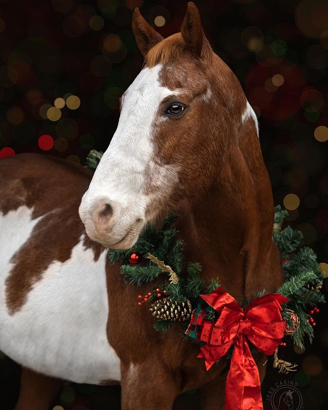 Christmas horse with ribbon