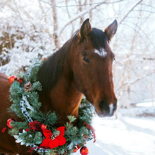 Christmas horse winter