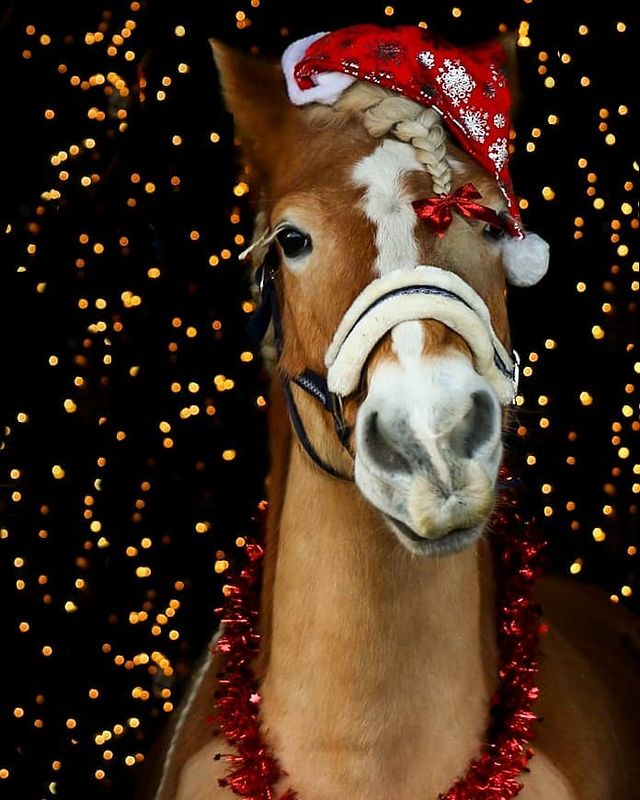 Horse with a Christmas hat