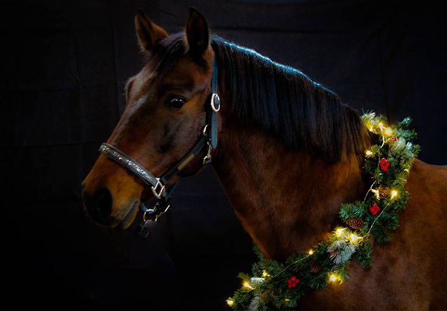 Horse with a glowing wreath