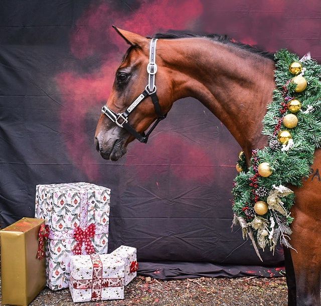 Horse with Christmas presents