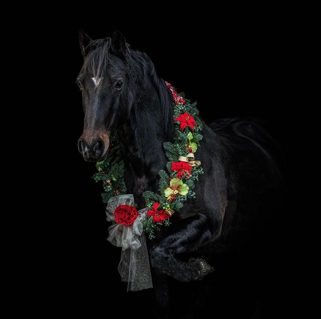 Black horse with Christmas wreath