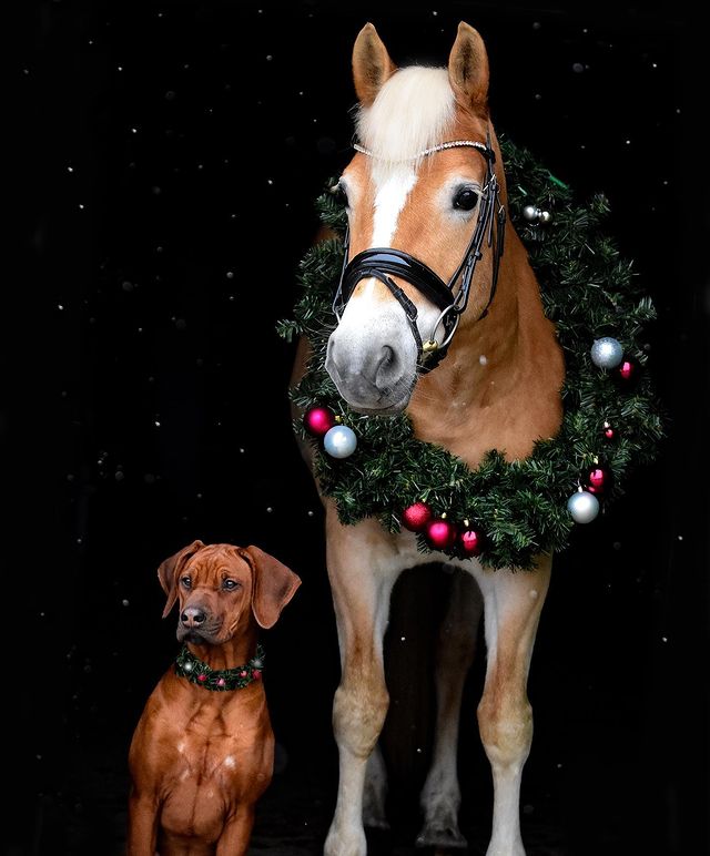Christmas horse and dog
