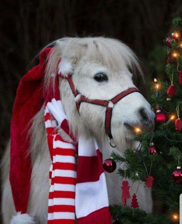 Christmas horse and Christmas tree